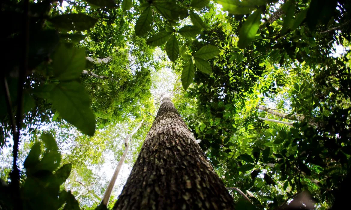 Governo estuda ampliar faixa de fronteira da Amazônia Legal