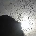 Pagamento do Novo Bolsa Família: Adicional de R$ 50 e Beneficiários com NIS Final 2