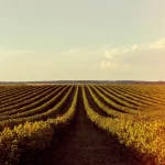 Sucessão Patrimonial: Como Planejar com Sucesso