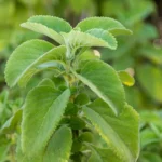 Hábitos Naturais Associados ao Equilíbrio do Sistema Imunológico